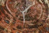 Polished Petrified Wood (Araucaria) Slab - Arizona #114523-1